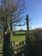 19th Mar 2022 -  A Spring  view over the stile