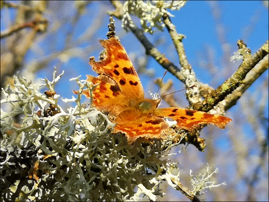 Butterfly by sanderling