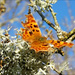 Butterfly by sanderling