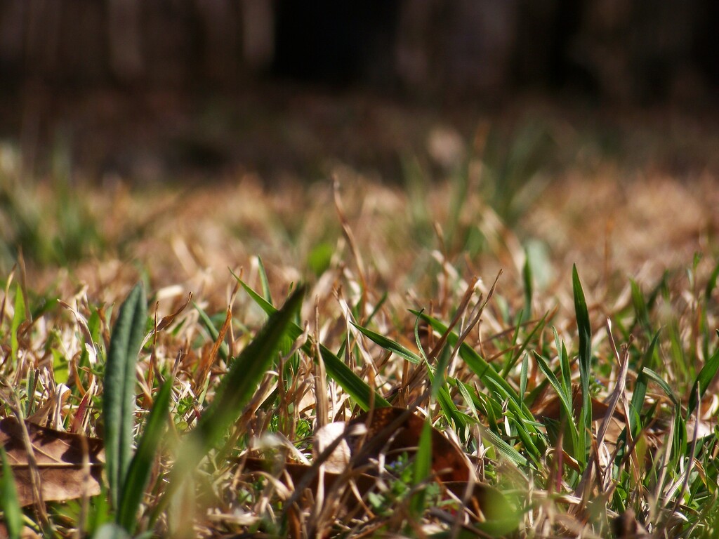 The grass is greening up... by marlboromaam