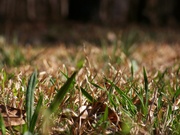 20th Mar 2022 - The grass is greening up...
