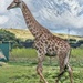 Giraffe by seacreature