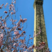 2022-03-19 Chimney Blooms by cityhillsandsea