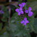 Purple blooms by randystreat