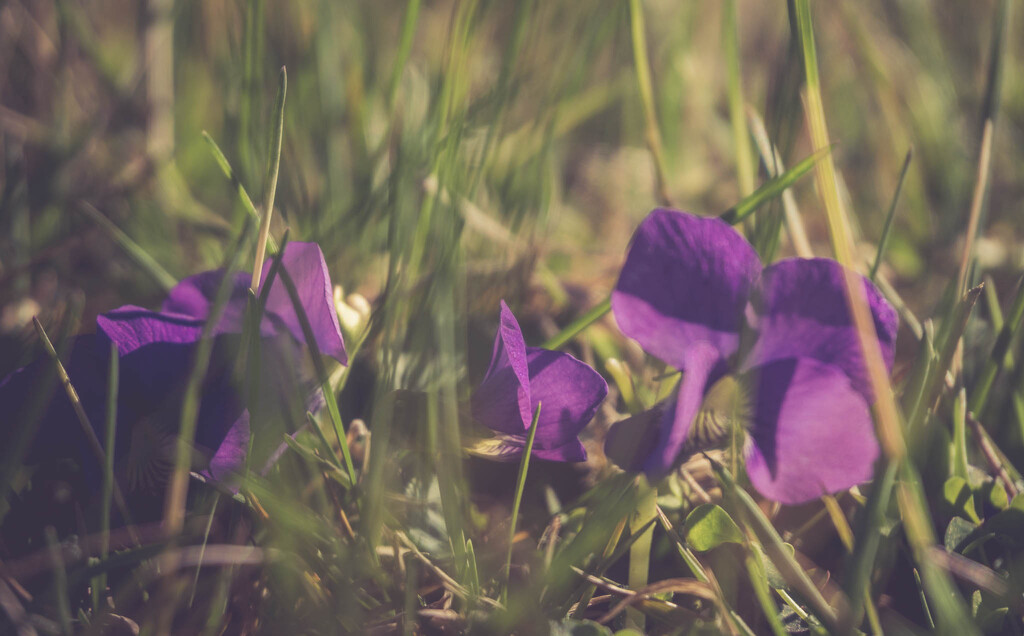 Violets in the grass by randystreat