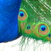 Peacock feather detail by antonios