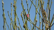 19th Mar 2022 - first colour on the magnolia today
