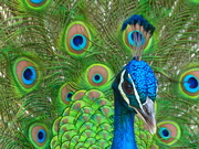20th Mar 2022 - When the peacock is friendly