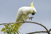 4th Mar 2022 - Sulphur Crested Cockatoo