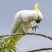 Sulphur Crested Cockatoo by flyrobin