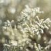 The grey reindeer lichen by haskar