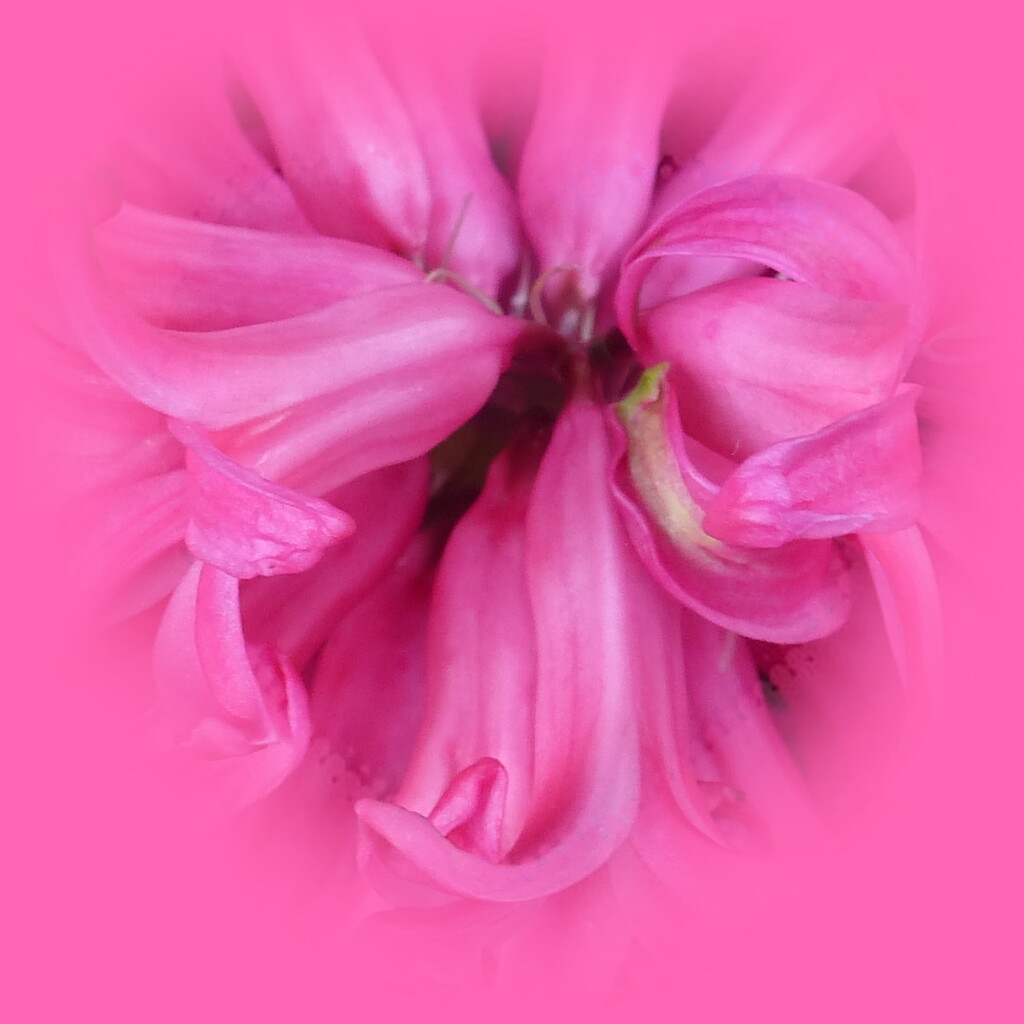 the heart of a hyacinth by quietpurplehaze
