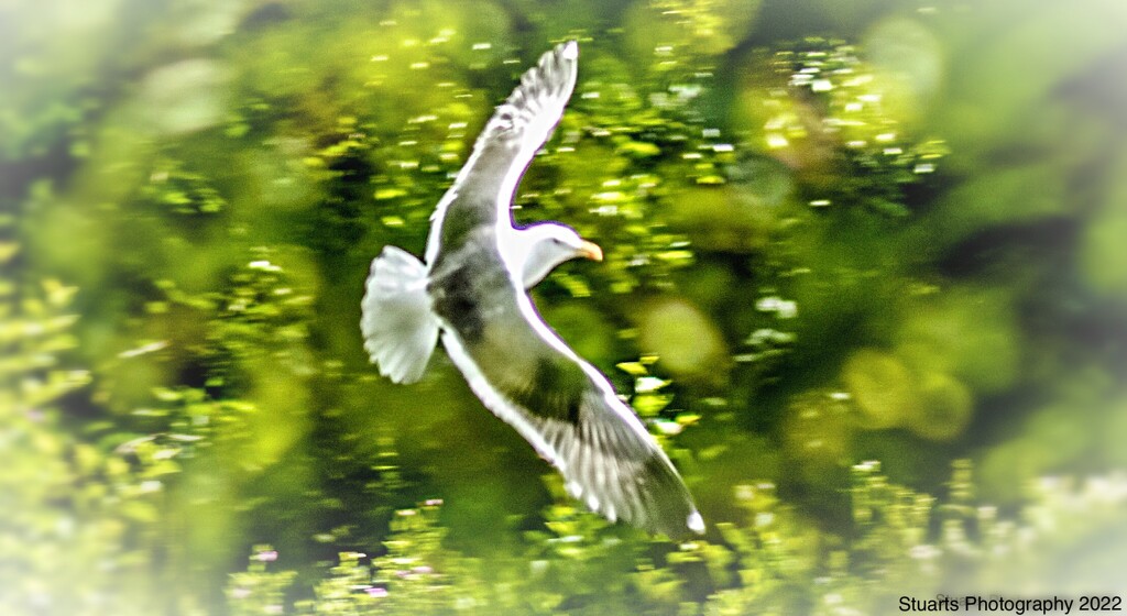 Seagull in flight  by stuart46