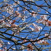 Pink blossom and a beautiful azure blue sky. by grace55