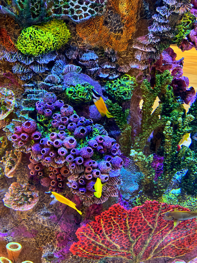 Purple coral  by louannwarren