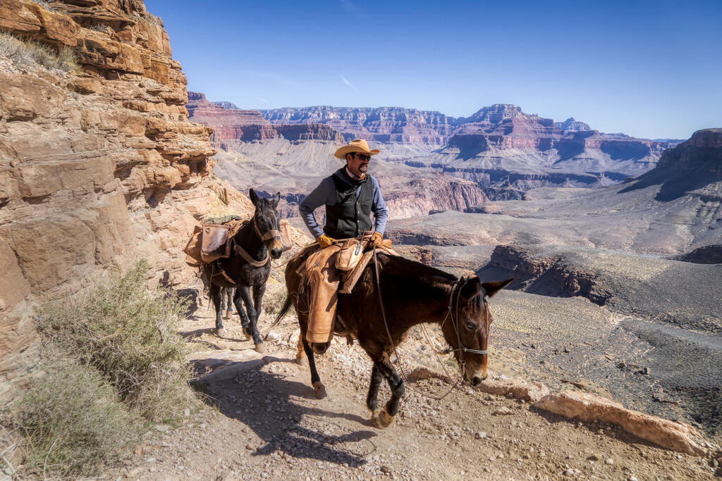 Mules & Trail Etiquette  by kvphoto