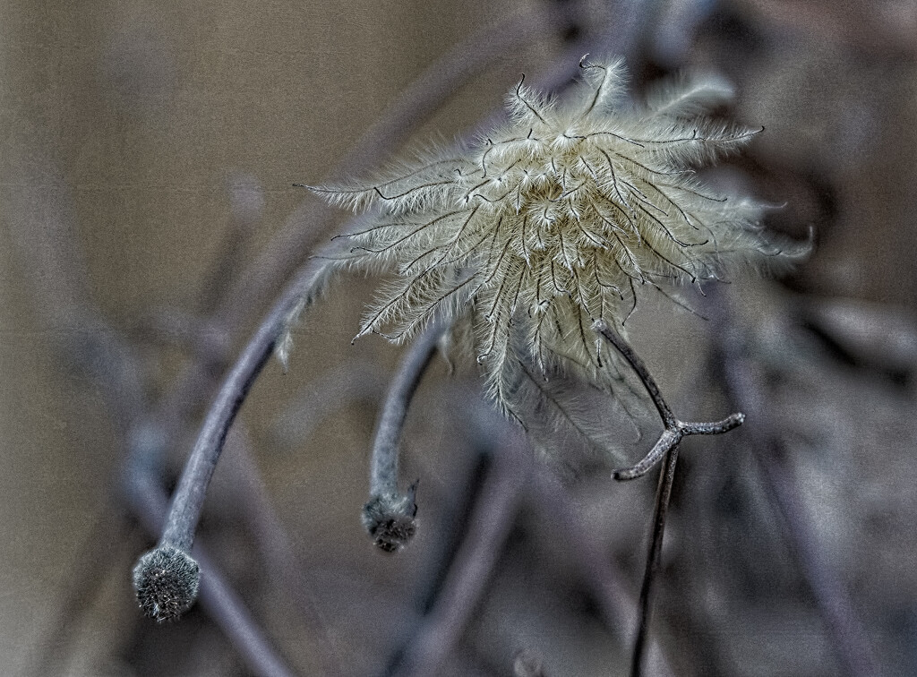 Clematis Seed Head by gardencat
