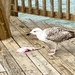 Lunch on the Pier by calm