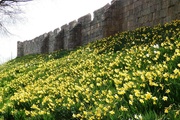 20th Mar 2022 - York - City Walls with Daffodils