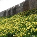 York - City Walls with Daffodils by fishers