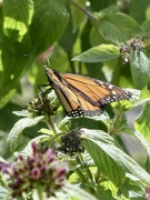 20th Mar 2022 - A magical Monarch butterfly