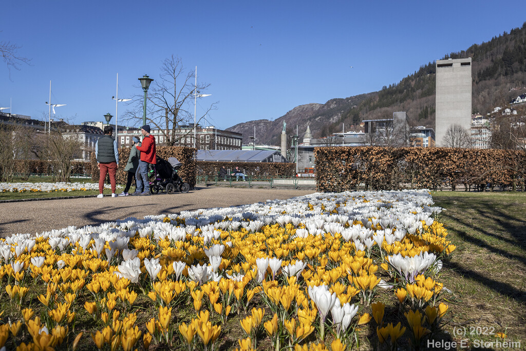 Spring has sprung in Bergen by helstor365