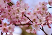 20th Mar 2022 - Pink Cherry Blossom