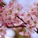 Pink Cherry Blossom by carole_sandford
