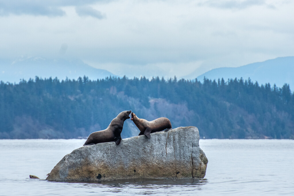 Two Sea Lions by kwind