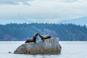 20th Mar 2022 - Two Sea Lions