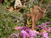 20th Mar 2022 - Butterfly on Phlox Flowers