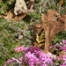 Butterfly on Phlox Flowers by sfeldphotos