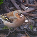 Chaffinch by lifeat60degrees