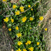Lesser Celandines by lifeat60degrees