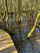 20th Mar 2022 - Flooded woodland…..