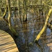 Flooded woodland….. by billdavidson