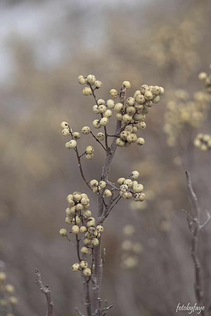 Yellow berries by fayefaye