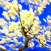 Springtime  by joemuli