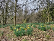 15th Mar 2022 - Daffodils