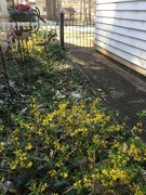 14th Mar 2022 - The forsythias are blooming