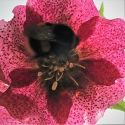 17th Mar 2022 - Bumble bee in the hellebore.