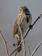 20th Mar 2022 - song sparrow 