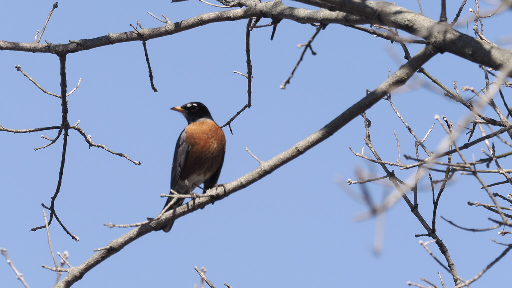 American robin  by rminer