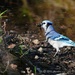 79-365 Blue Jay by slaabs