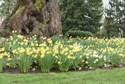 20th Mar 2022 - Interesting Facts About Daffodils