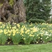 Interesting Facts About Daffodils by mamabec