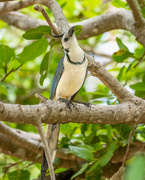20th Mar 2022 - White-throated Magpie-Jay