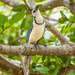 White-throated Magpie-Jay by nicoleweg