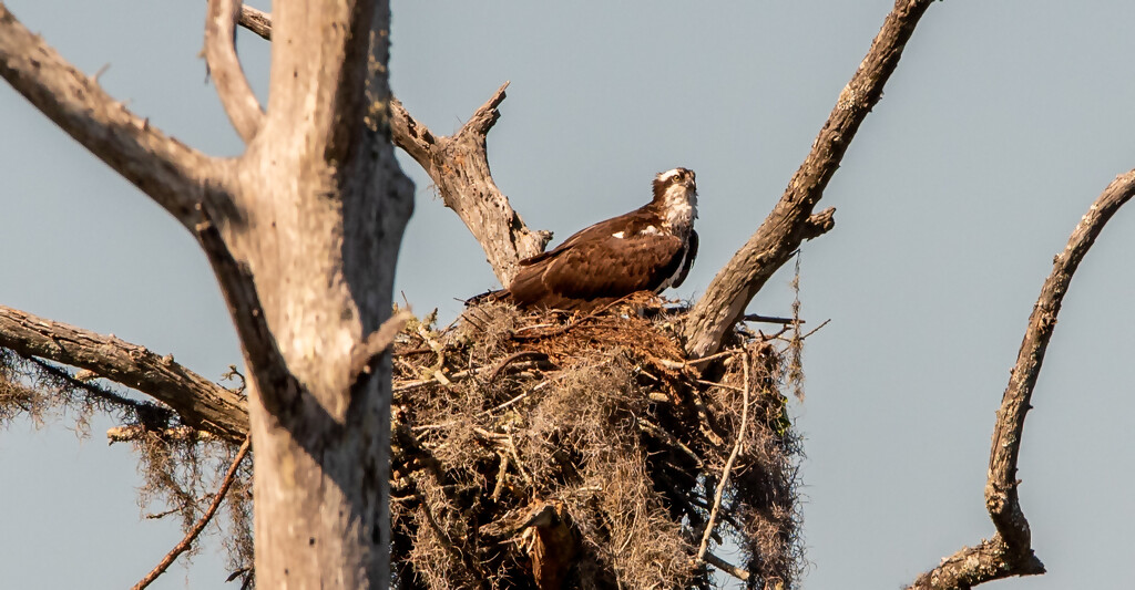 The Osprey on the Nest! by rickster549