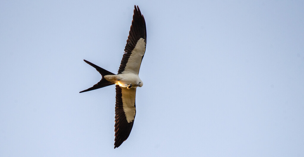 Yeah, Another Swallowtail Kite! by rickster549